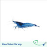 FW SHRIMP Value Pack 02