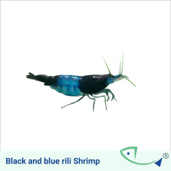 FW SHRIMP Value Pack 02