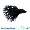 Premium BETTA Value Pack 01