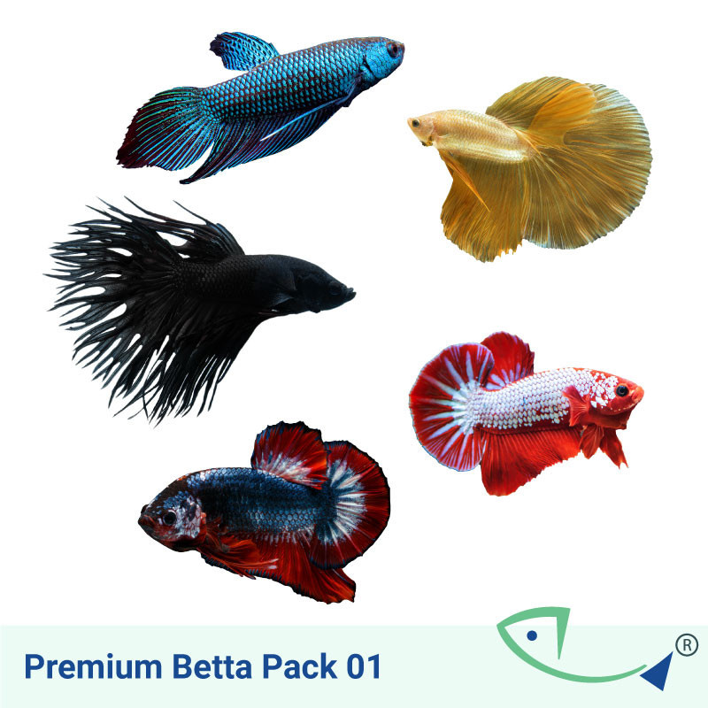 Premium BETTA Value Pack 01 Premium BETTA Value Pack 01