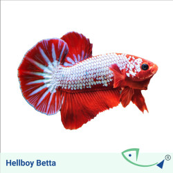Hellboy Betta