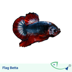 Flag Betta