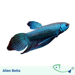 Alien Betta