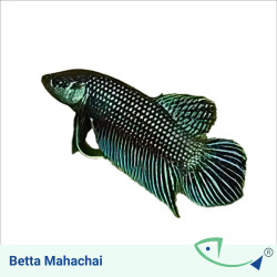 Wild BETTA Value Pack 01