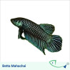 Wild BETTA Value Pack 01