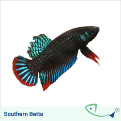 Wild BETTA Value Pack 01