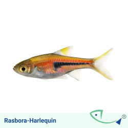 Harlequin Rasbora