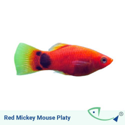 Red Mickey mouse Platy 1-1.5 INCH