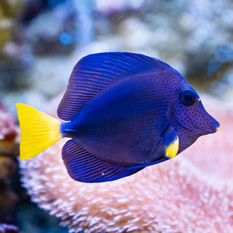 Purple tang, Small/Medium
