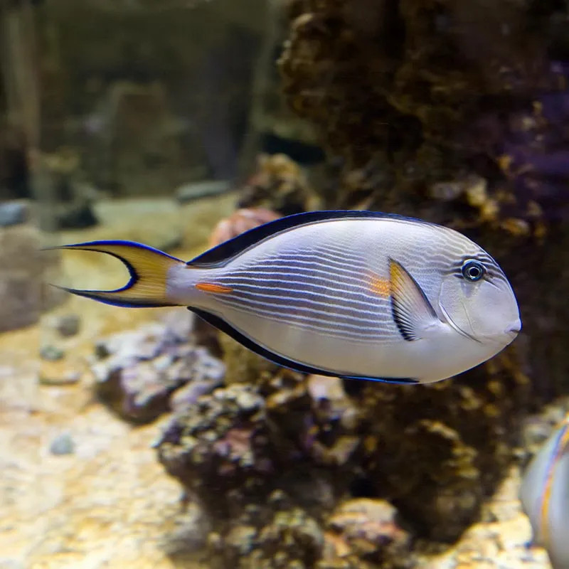 Sohal Tang, Small/Medium