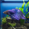 BETTA-VEILTAIL MALE