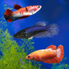 BETTA-FEMALE ASSORTED