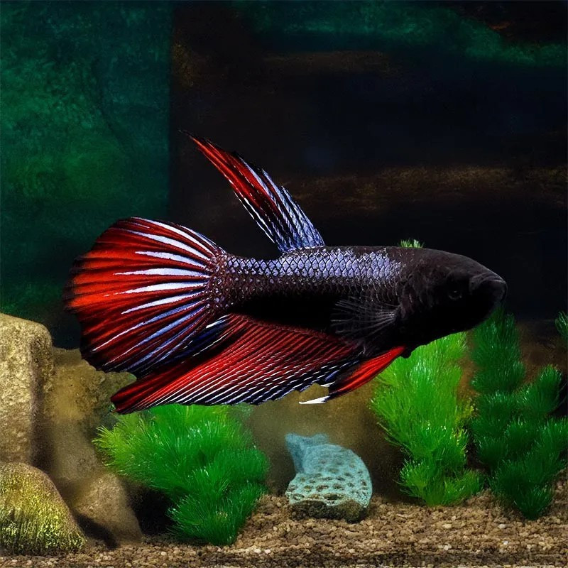 BETTA-DELTA MALE