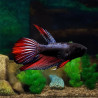 BETTA-DELTA MALE