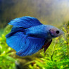 BETTA-DOUBLE TAIL MALE