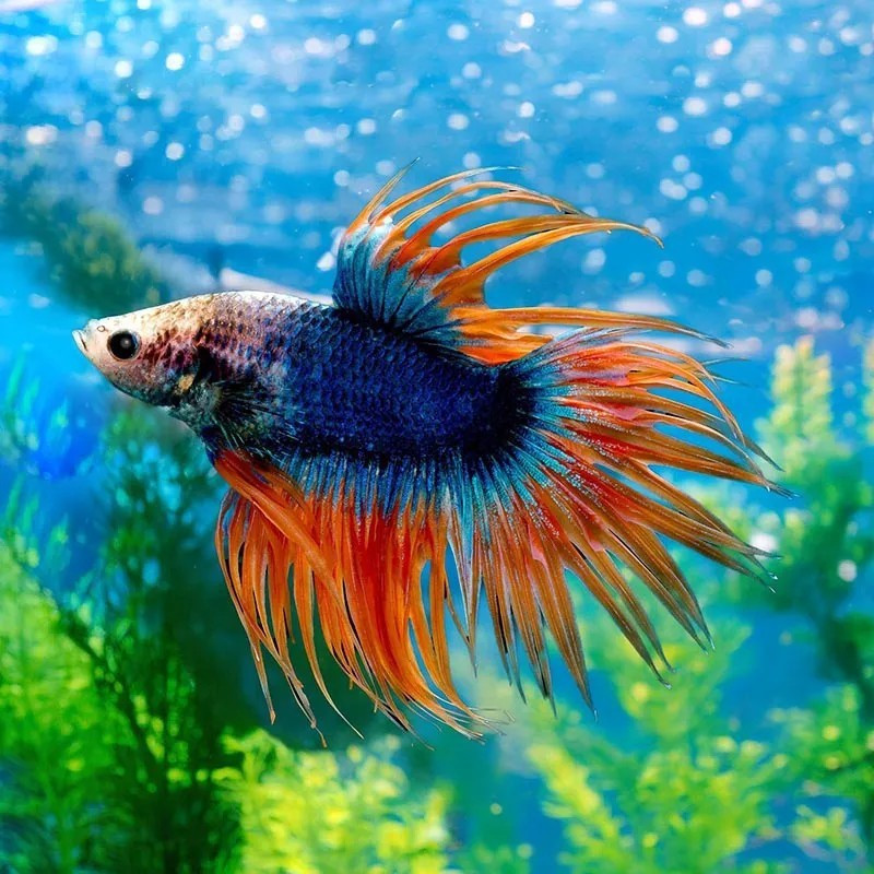 BETTA-CROWNTAIL MALE