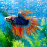 BETTA-CROWNTAIL MALE