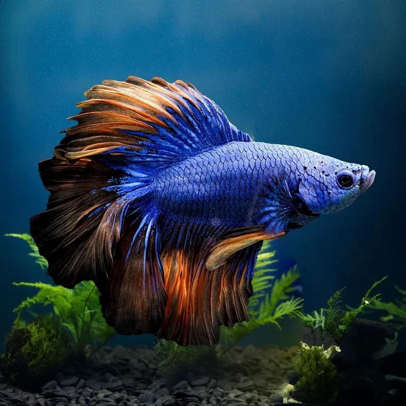 BETTA-MUSTARD