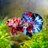 BETTA-NEMO MALE