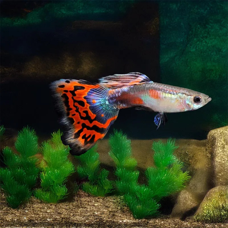GUPPY-COBRA MALE