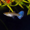 GUPPY-DUMBO FEMALE
