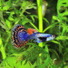 GUPPY-DUMBO MALE