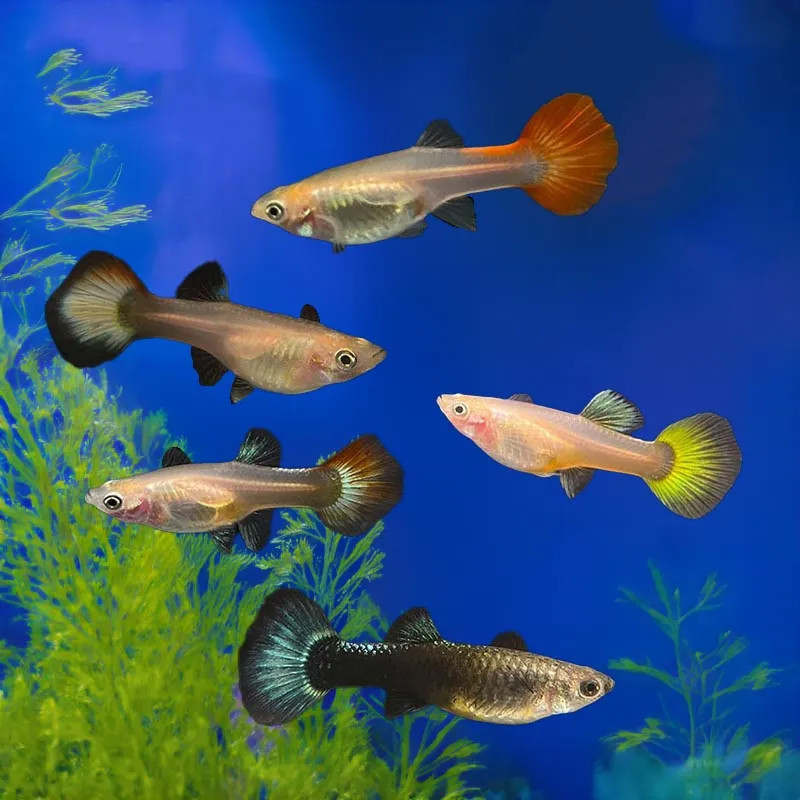 GUPPY-FEMALE ASSORTED