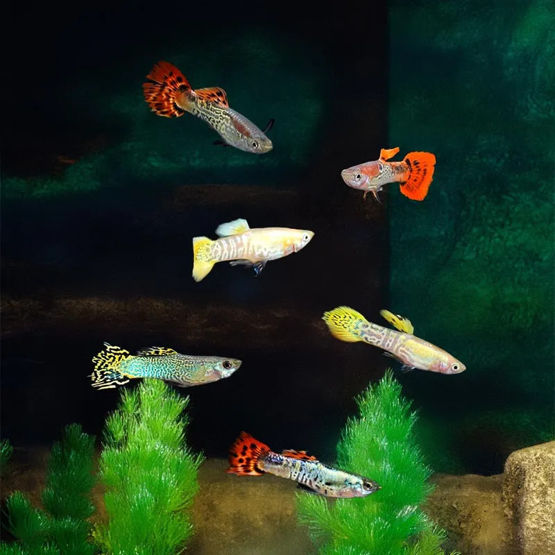 GUPPY-MALE ASSORTED