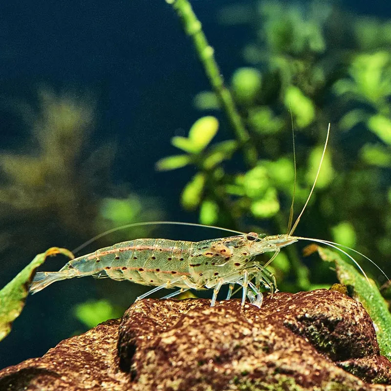 SHRIMP-AMANO
