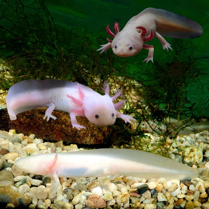 AXOLOTL Value Pack 01