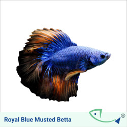 Royal Blue Musted Betta