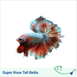 Super Rose Tail Betta