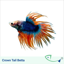 Crown Tail Betta