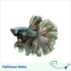 Halfmoon Betta