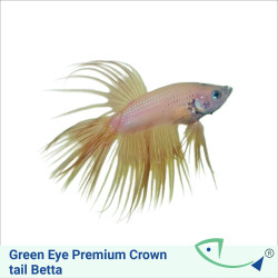 Green Eye Premium Crown tail Betta
