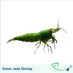 Green jade shrimp
